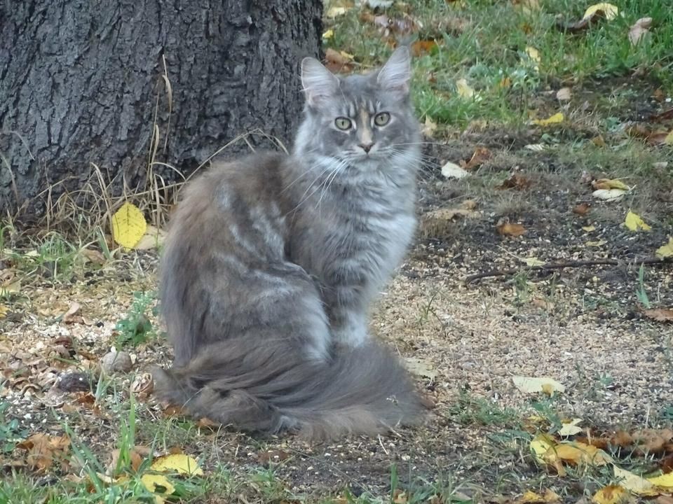 Maine Coon Katze zu verkaufen