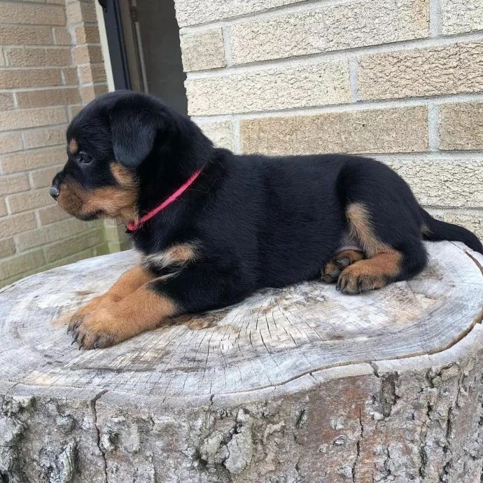 Rottweiler-Welpen zu verkaufen