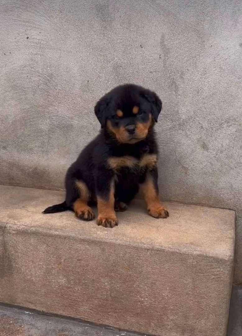 Erstaunlich schöne Rottweiler-Welpen