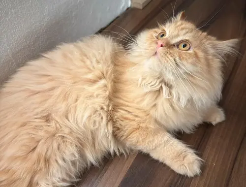 Maine Coon Katze zu verkaufen