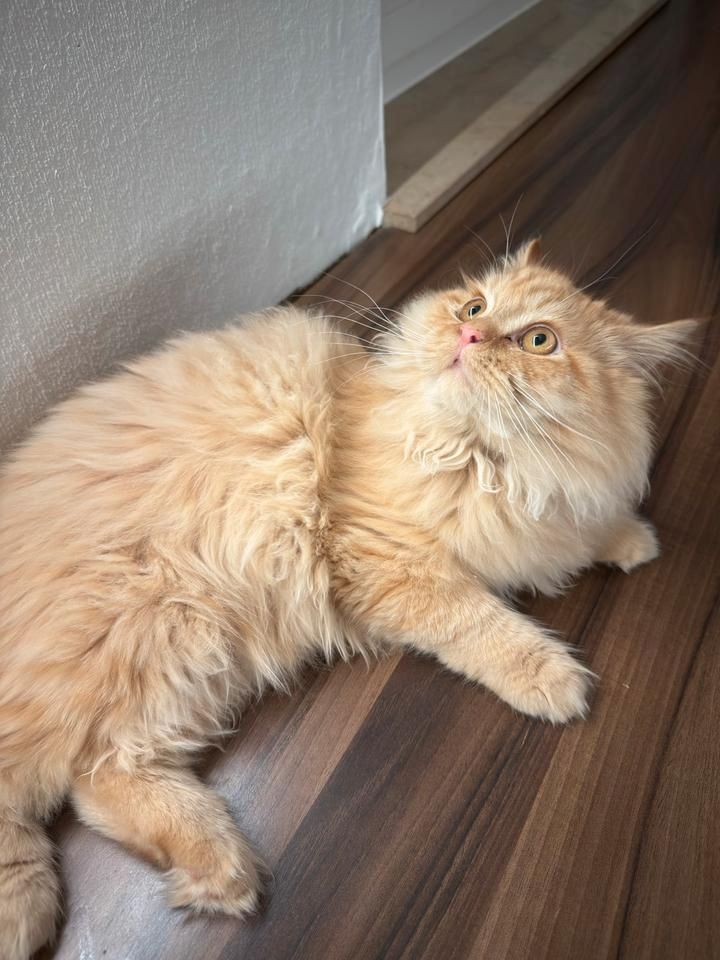 Maine Coon Katze zu verkaufen