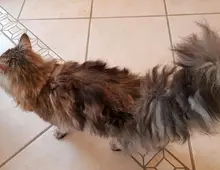 Maine Coon Mix Katze zu verkaufen