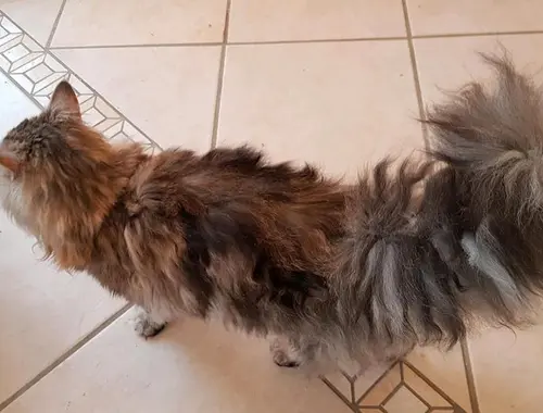 Maine Coon Mix Katze zu verkaufen