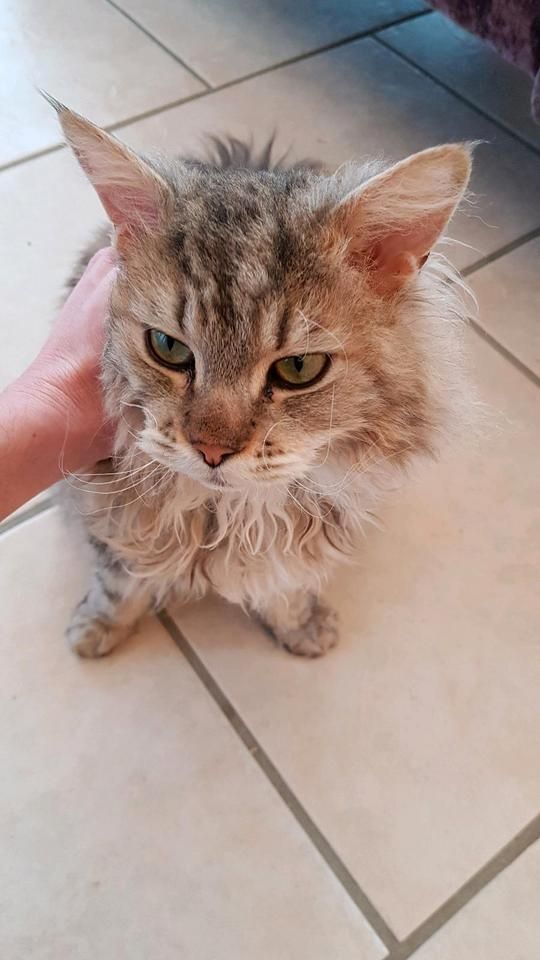 Maine Coon Mix Katze zu verkaufen Maine Coon Mix Katze zu verkaufen