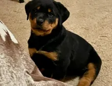 Wunderschöne Rottweiler-Welpen bereit für ihr endgültiges Zuhause! 🐾