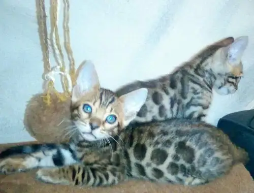 Bengal Kitten