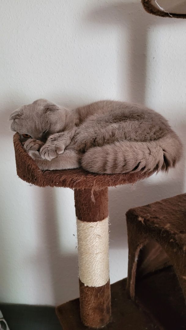 Wunderschöne graue Katze abzugeben!