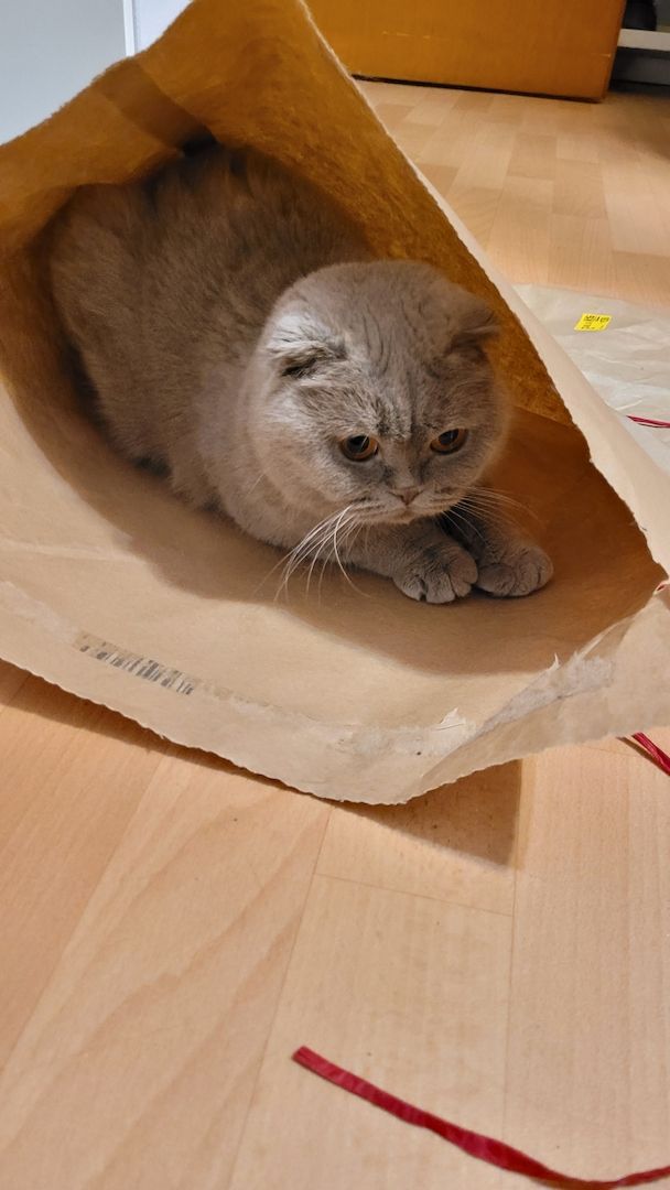 Wunderschöne graue Katze abzugeben!