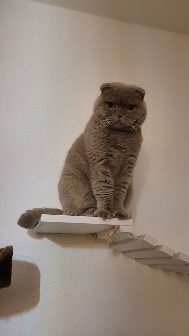 Wunderschöne graue Katze abzugeben!