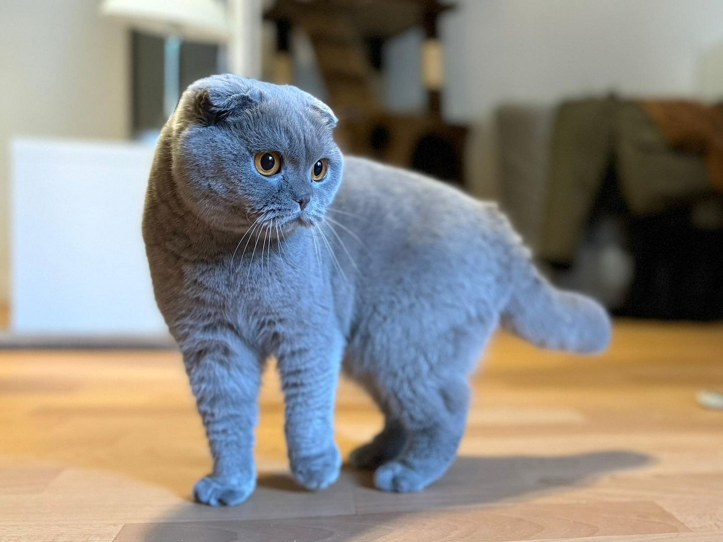 Wunderschöne graue Katze abzugeben!