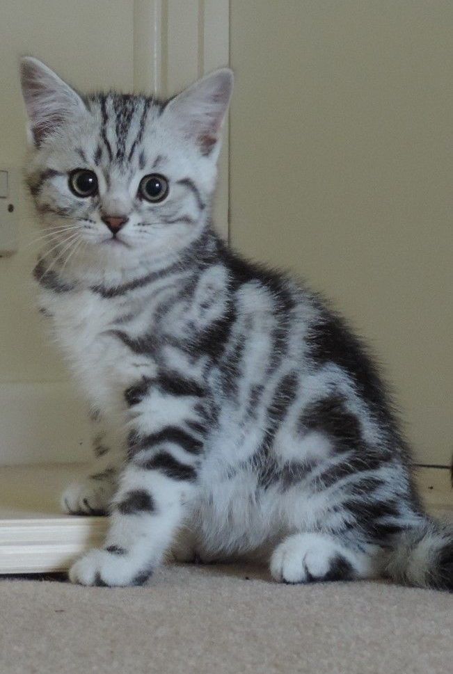 BKH-Kitten mit dem Stammbaum,,