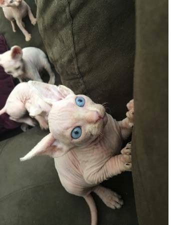 Sphynx-Kätzchen