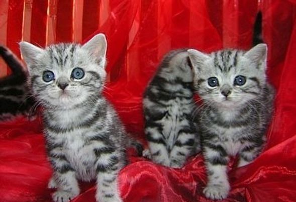 BKH Britisch Kurzhaar Katzen mit Stammbaum BKH Britisch Kurzhaar Katzen mit Stammbaum