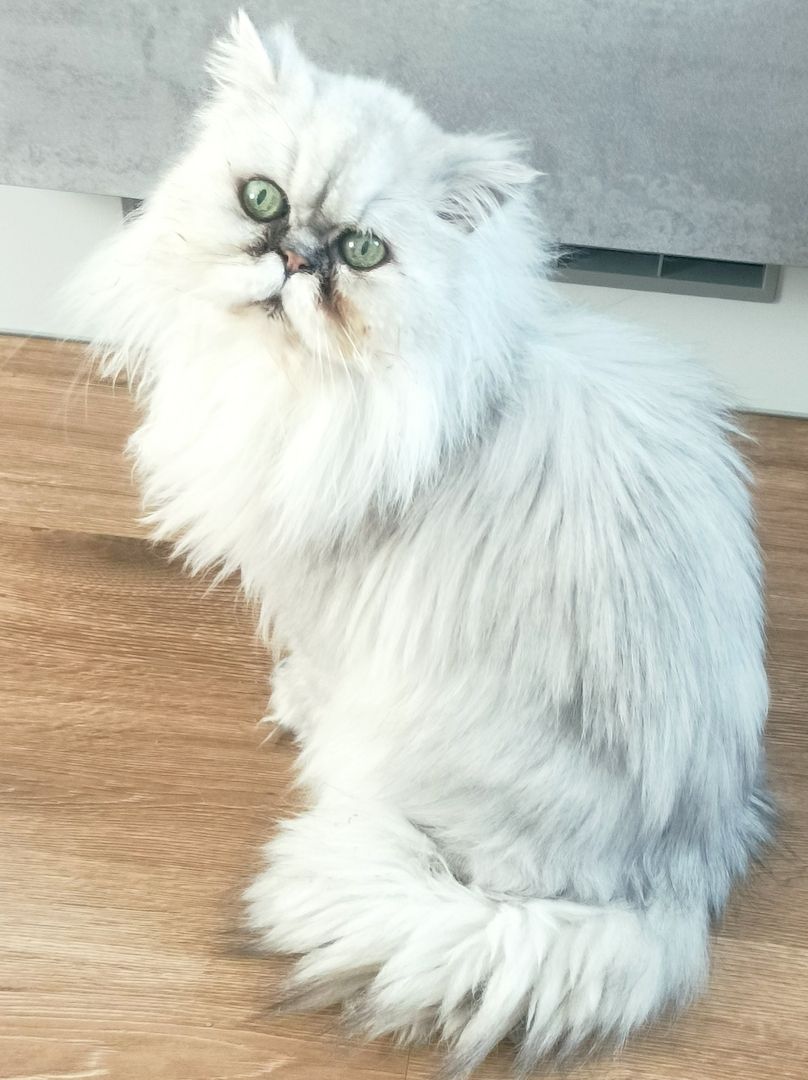 Perserkater Kater Perser Katze zu verschenken 