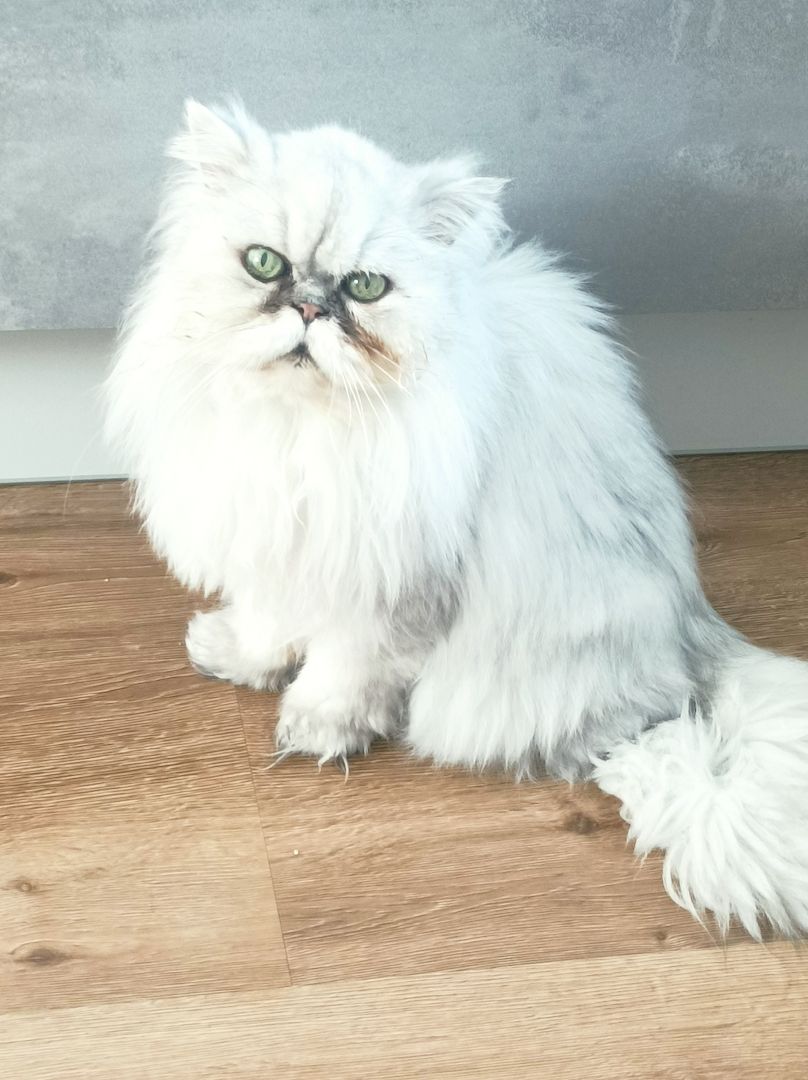 Perserkater Kater Perser Katze zu verschenken 