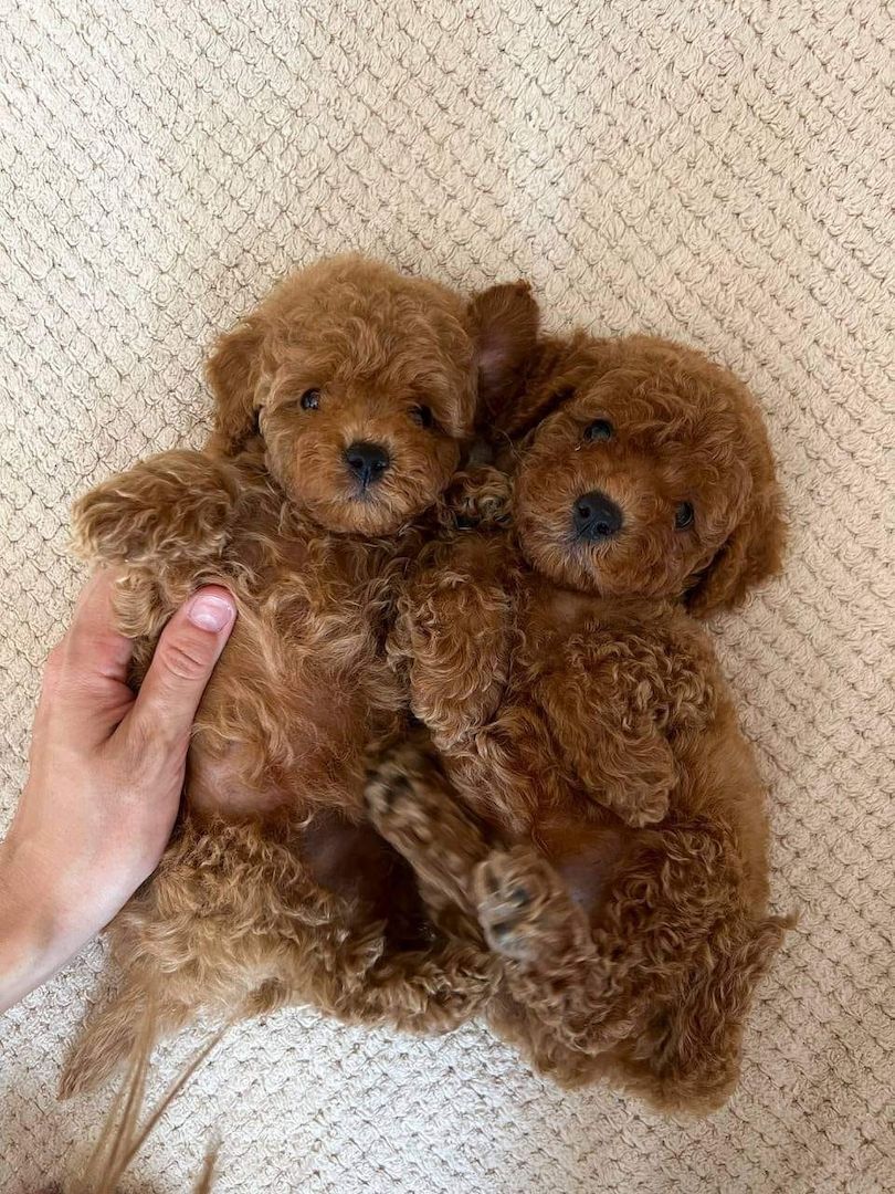 Zwerg pudel welpen Zwerg pudel welpen