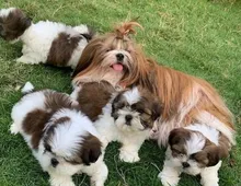 Shih Tzu Welpen