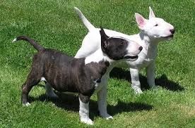 Mini Bull Terrier welpen Mini Bull Terrier welpen