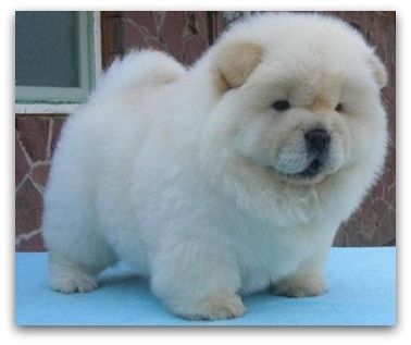 Chow Chow welpen suchen neues Zuhause