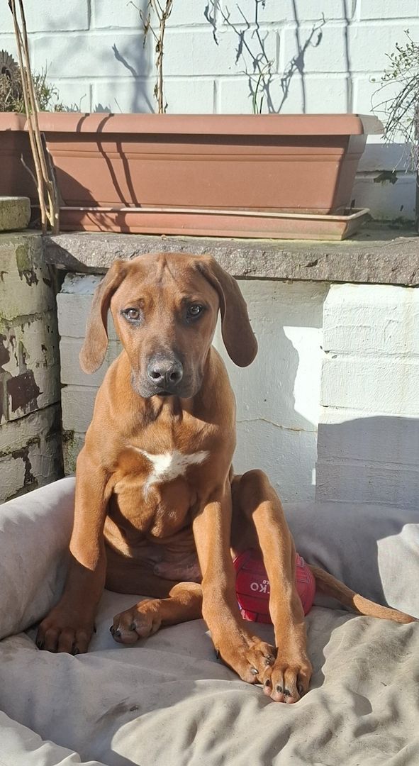 Rhodesian Ridgeback Welpen