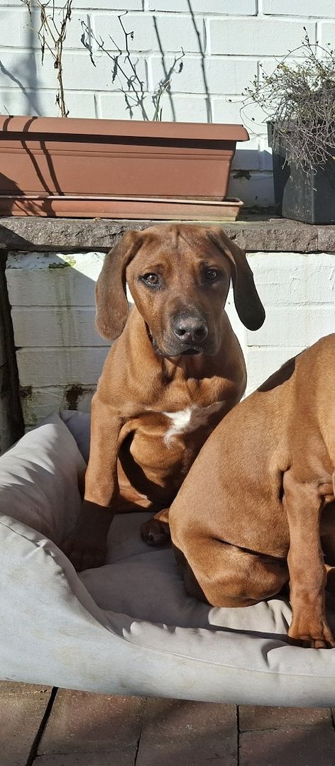 Rhodesian Ridgeback Welpen