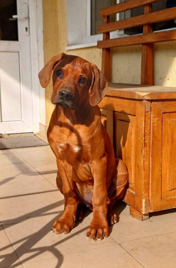 Rhodesian Ridgeback Welpen