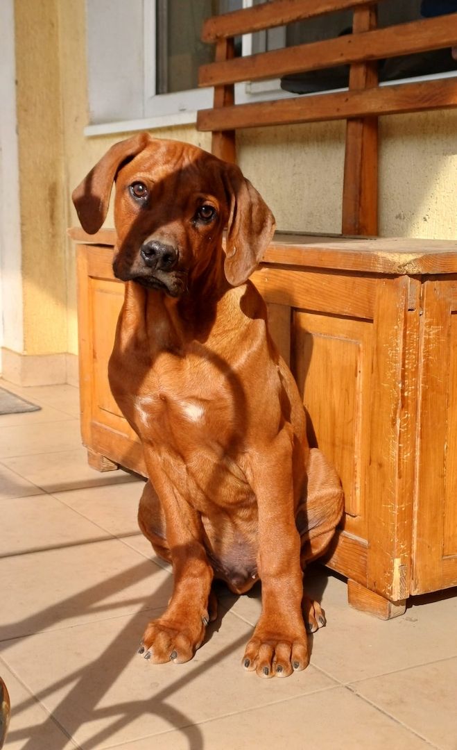Rhodesian Ridgeback Welpen