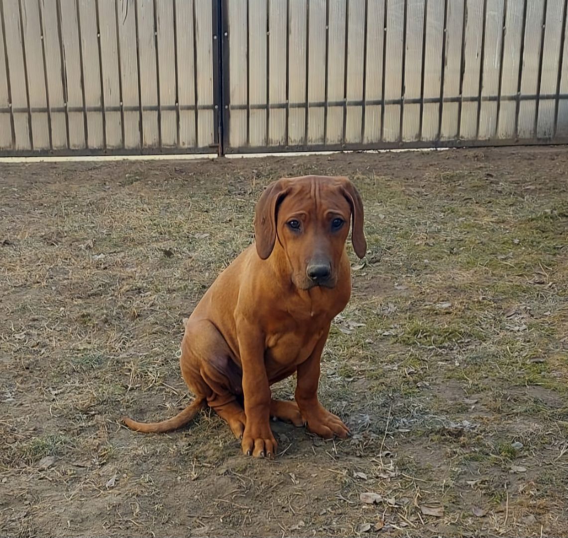 Rhodesian Ridgeback Welpen