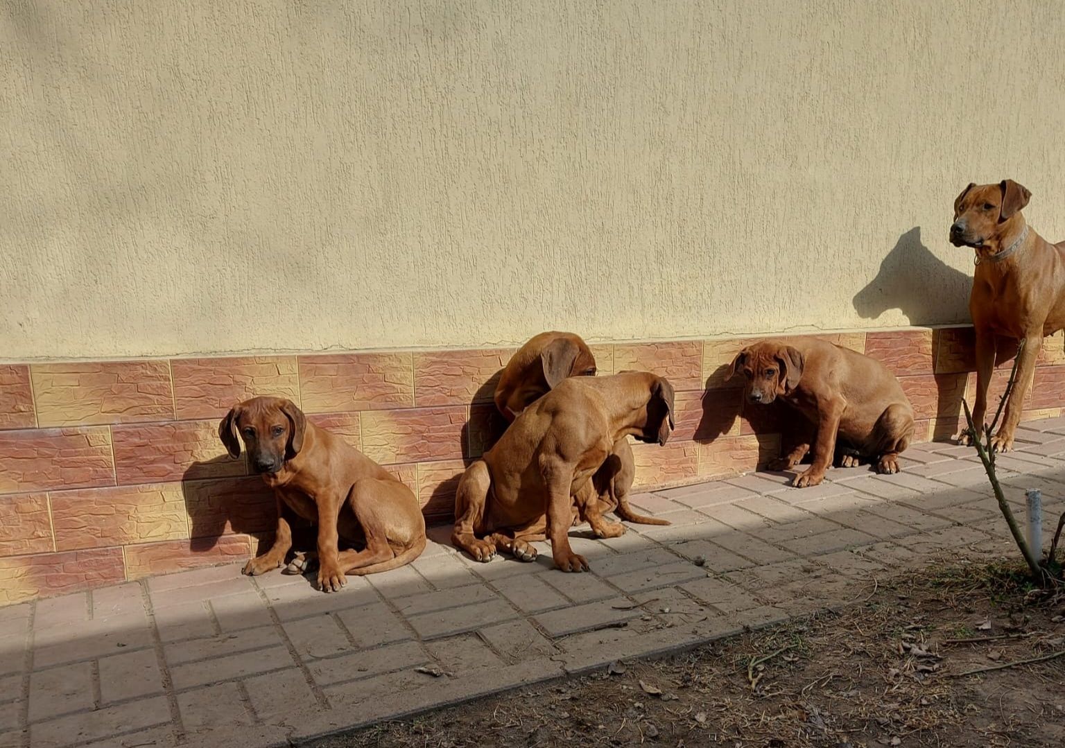 Rhodesian Ridgeback Welpen