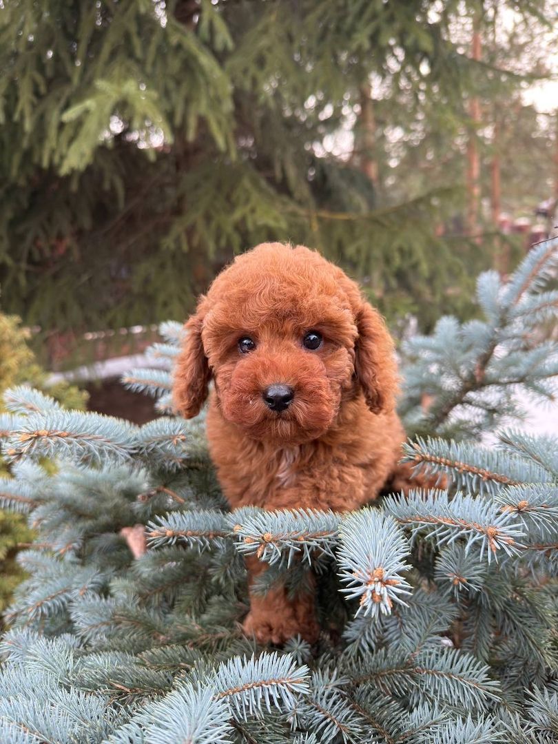 Welpe toy pudel Welpe toy pudel