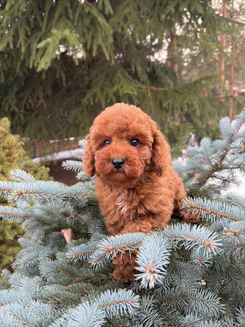 Welpe toy pudel Welpe toy pudel