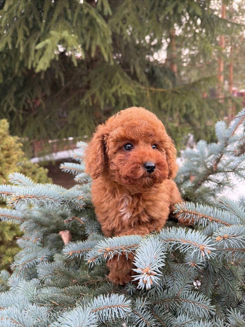 Welpe toy pudel Welpe toy pudel