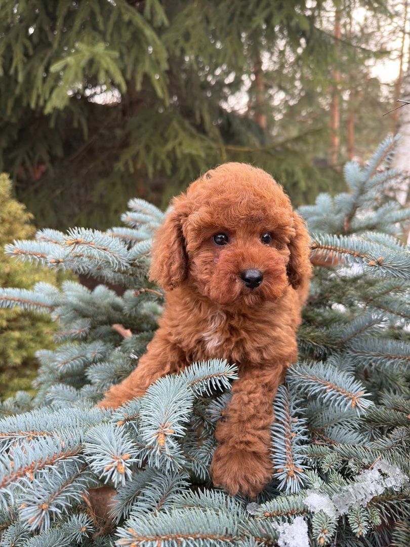 Welpe toy pudel Welpe toy pudel