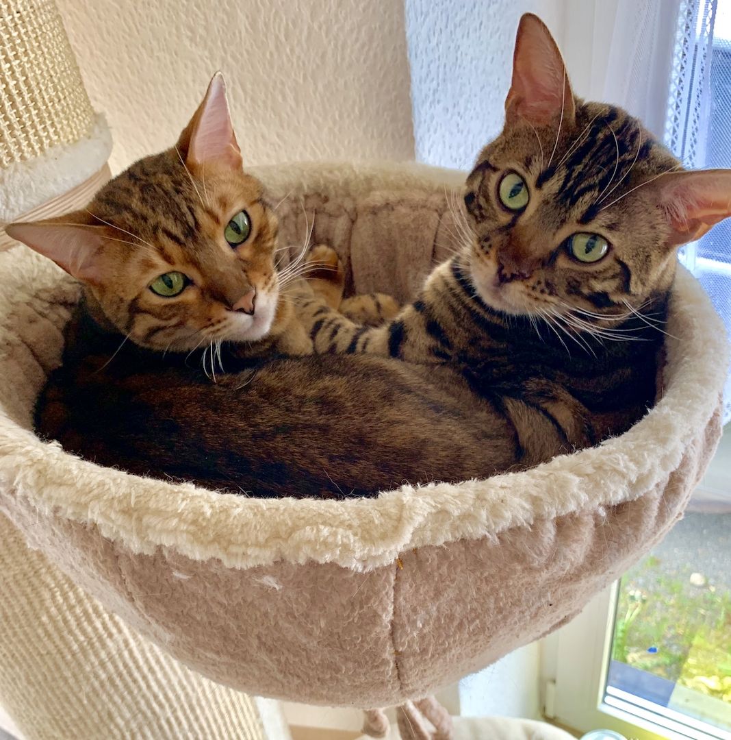 Liebevolles zu Hause gesucht! Liebevolles zu Hause gesucht!