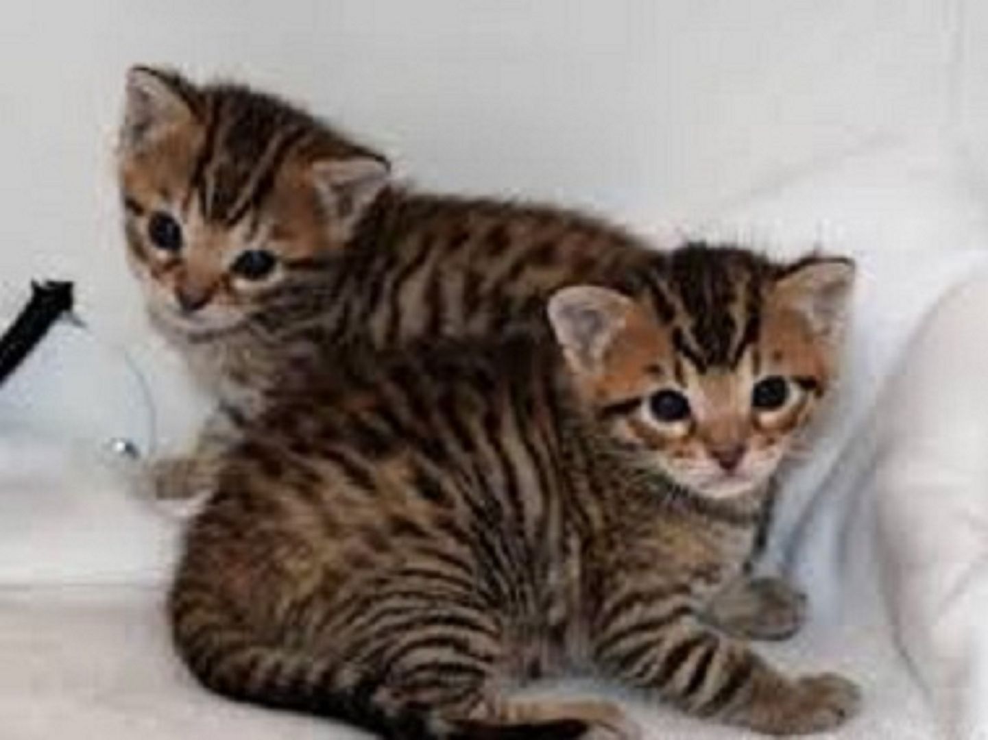 Wunderschöne  Bengal Katzchen Baby