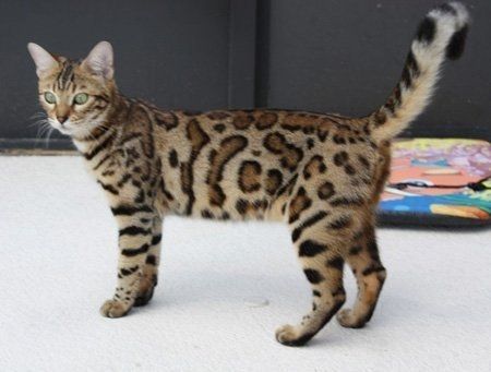 Gesund Bengal Katzchen