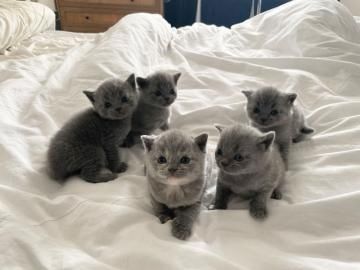 Gesund Britisch Kurzhaar Katzchen