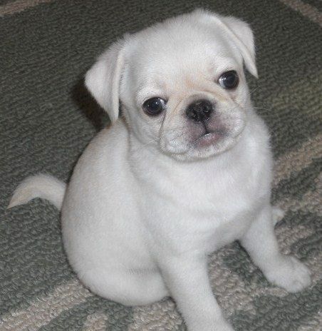 weiße Mops Welpen