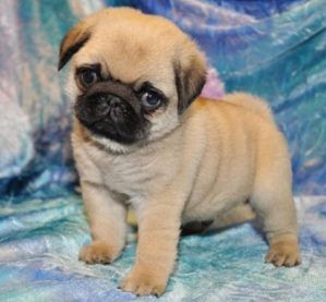 Mops welpen. Mannlich und weiblich