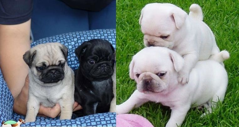 Mops welpen. Mannlich und weiblich