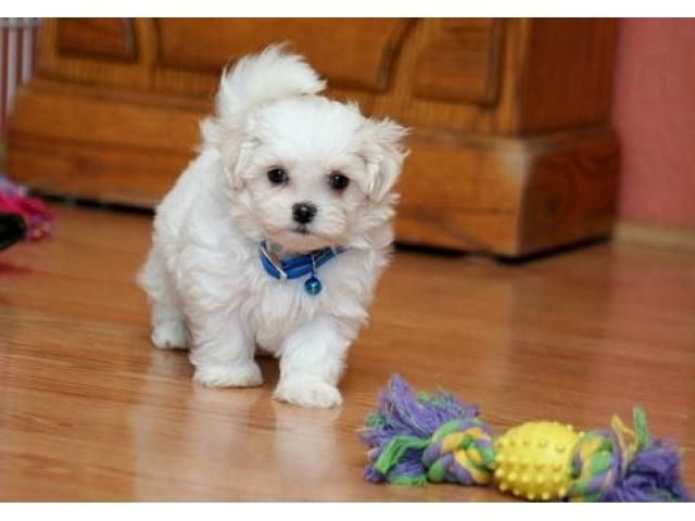 Wunderschöne Malteser Welpen