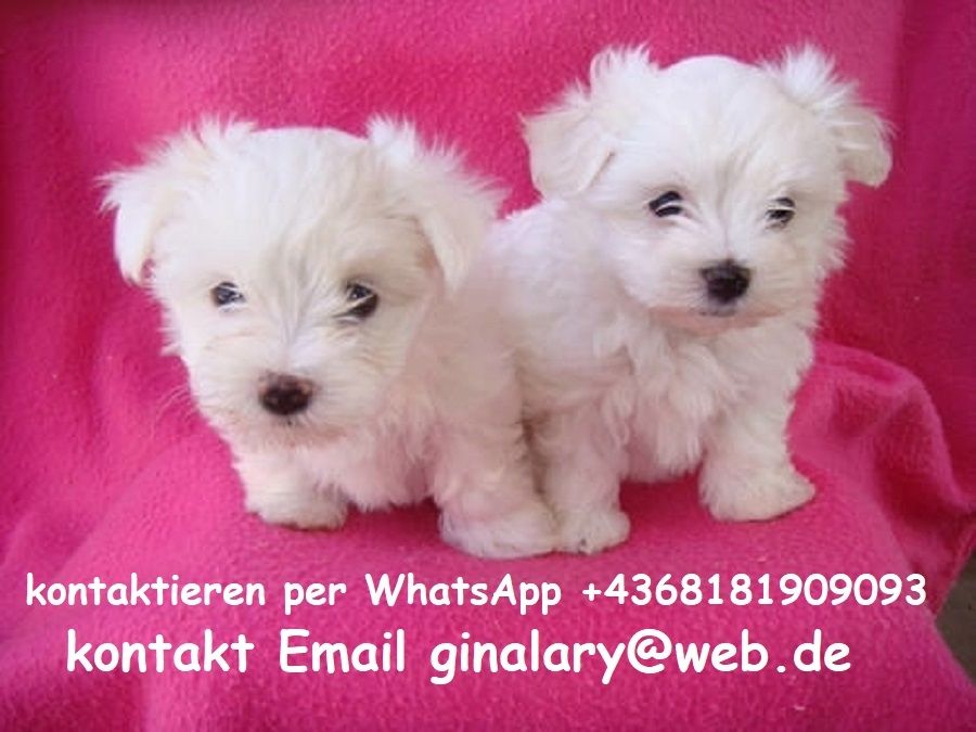 Malteser welpen. Mannlich und weiblich