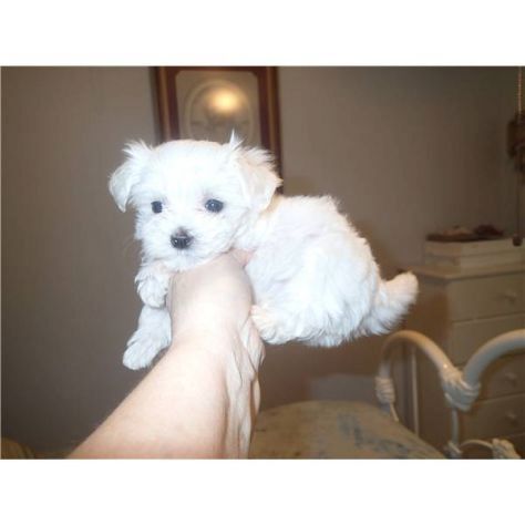 Malteser welpen. Mannlich und weiblich