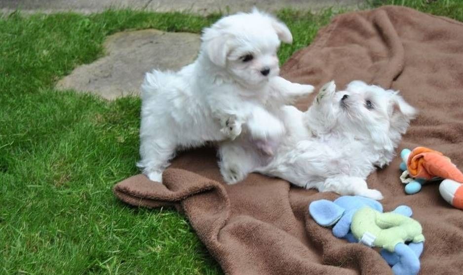 Malteser welpen. Mannlich und weiblich