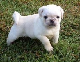 Mops welpen. Männlich und weiblich verfügbar