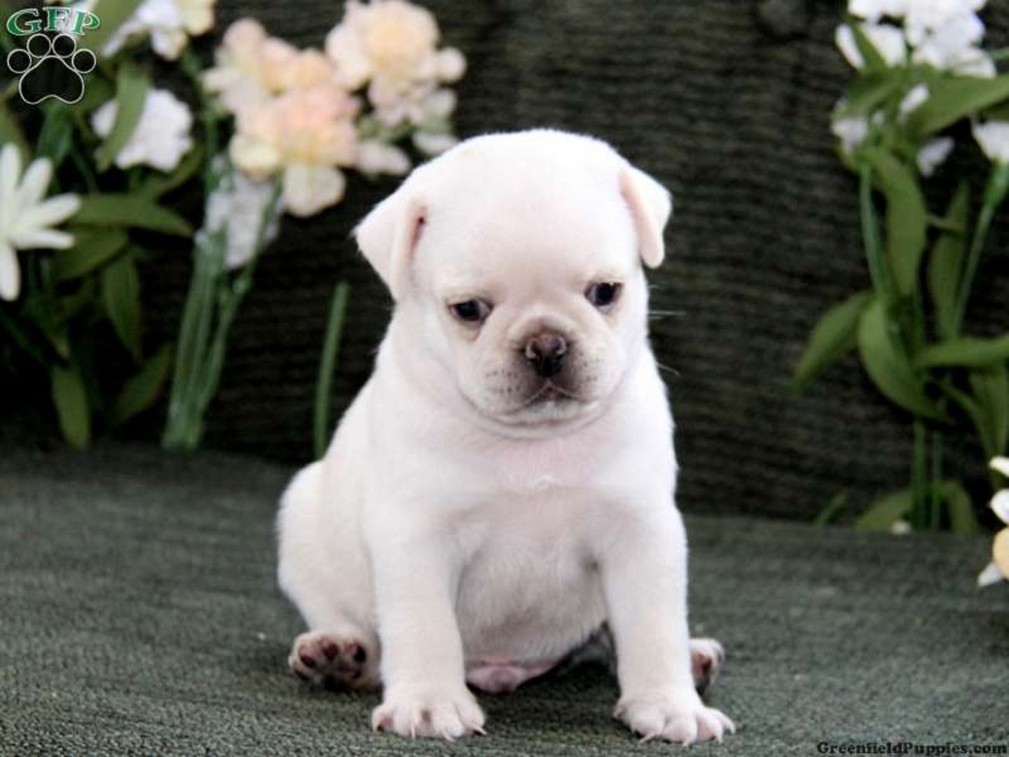 Mops welpen. Männlich und weiblich verfügbar