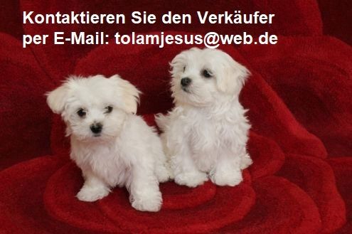 Malteser welpen. Mannlich und weiblich