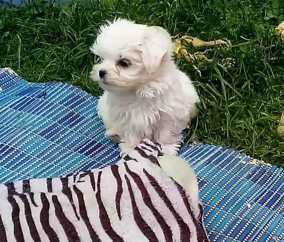 Malteser welpen. Mannlich und weiblich