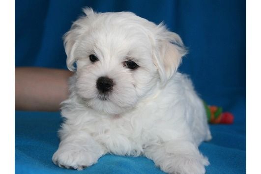 Malteser welpen. Mannlich und weiblich