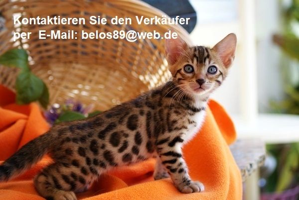 Bengal kätzchen zu verkaufen
